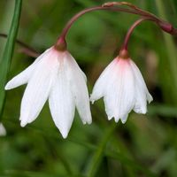 秋咲きスノーフレーク,お花,お出かけ先の画像