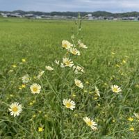 ノゲイトウ,ヨウシュヤマゴボウ,ツリガネニンジン,ツルボ,アキノノケシの画像