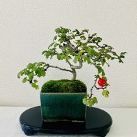 サンザシ,さんざし,盆栽,山査子(サンザシ)の画像