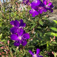 ゴーヤ,シコンノボタン,ノボタン,ノボタン コートダジュール,ニラの花の画像