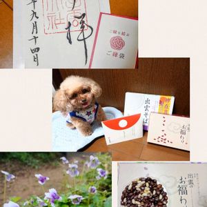 ブーゲンビリア,パンダスミレ,秋明菊,癒し,素敵便の画像
