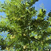 ミモザ,癒し,花のある暮らし,植物のある暮らし, ミモザの画像