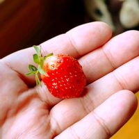 イチゴ,家庭菜園の画像