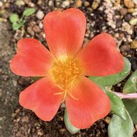 オーニソガラム,ポーチュラカ,アサザ,シソの花の画像