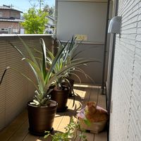パイナップルの画像
