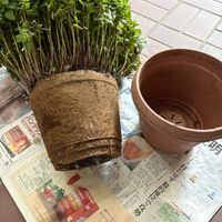 モナルダ,PW モナルダ フォーグローズ,鉢増し,PR,PWの画像