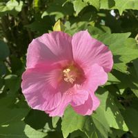フヨウ,フヨウ,今日も元気に行きましょう♡の画像