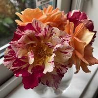 バラ,バラ,彼岸花  曼珠沙華,彼岸花  曼珠沙華,マイガーデンの画像