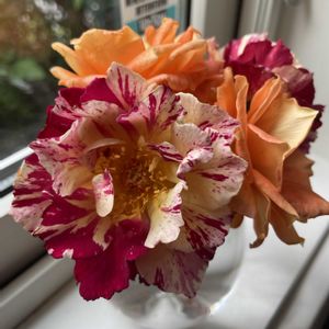 バラ,バラ,彼岸花  曼珠沙華,彼岸花  曼珠沙華,マイガーデンの画像