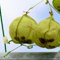 フウセンカズラ,一年草,つる性,ムクロジ科,小さな白い花の画像