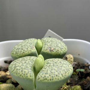リトープス,多肉植物,ベランダガーデニング,リトープスの蕾の画像