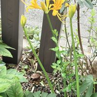 ヒガンバナ,球根,地植えの画像