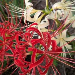 花木,植木鉢,吊り鉢,花いろいろ,バラと夢CLUBの画像