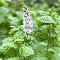 アップルミント,ハーブ,今日の１枚,花のあるくらし,お出かけ先の画像