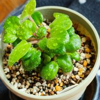 セントポーリア,観葉植物の画像
