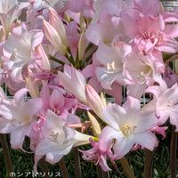 アメリカンブルー,リコリス,ノゲイトウ,ホンアマリリス,スマホ撮影の画像