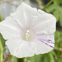 朝顔,江戸風情,江戸風情,プランター,ベランダの画像