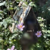 秋明菊,いつもありがとうございますの画像