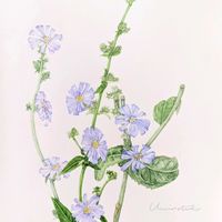 ケイトウ,センニチコウ,チコリ,ヒガンバナ,フジバカマの画像