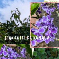 キンモクセイ,デュランタ 宝塚,紫色の花,みんな元気で！,青い花マニアの画像