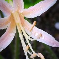 ブルーサルビア,リコリス,コムラサキシキブ,サルビア サリーファン,秋の花の画像