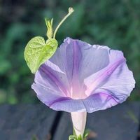 アサガオ,トレニア,朝顔,夏菫,カラフルの画像