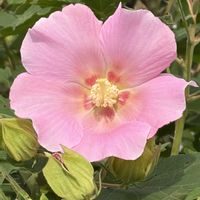 フヨウ,ガーデニング,花のある暮らし,ナチュラルスタイル,おうち園芸の画像