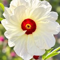 ブルーサルビア,ローゼル,リューカデンドロン,サボテンの花✨,シャクトリムシ.の画像