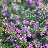 クフェア,ヤブラン,青い花,花のある暮らし,やっぱり花が好き♡の画像