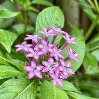 ニチニチソウ,ペンタス,ぽーちゅらか,可愛い,花のある暮らしの画像