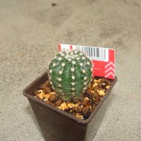　エキノプシス属,　エキノプシス属,多肉植物,観葉植物,ダイソーの画像