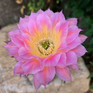 サボテン,花サボテン,多肉植物,サボテンの花,ピンクの花の画像