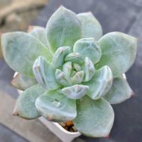 パープルシャンパン,寄せ植え,多肉植物,かわいい,エケベリア属の画像