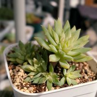ファンファーレ,オウレイ,ラブリーローズ,ライラックミスト,多肉植物の画像