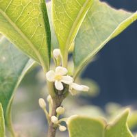 銀木犀,ギンモクセイ,今日の一枚,植物中毒,お花は癒しの画像