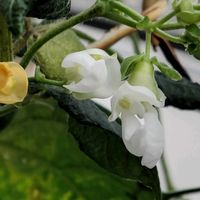 ナス,インゲン,小さな庭,家庭菜園の画像