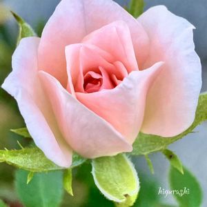 ロスアロマ クリームピンク,花のある暮らし,バラ・ミニバラ,GSに感謝。,幸福の画像