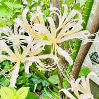 リコリス（彼岸花）,リコリス　ストラミネア,地植え,球根植物,2026♡マイ♡ガーデンの画像