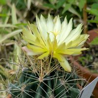 ヒメジョオン,カミキリ虫の幼虫,自宅庭にて,花のある暮らし,サボテン翠晃冠の画像