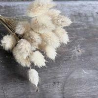 ナナカマド,バニーテール,ラグラス,瑠璃玉アザミ,ピンクアイスバーグの画像