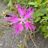 カワラナデシコの画像