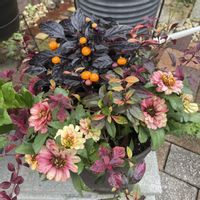 寄せ植え,お花好きの画像