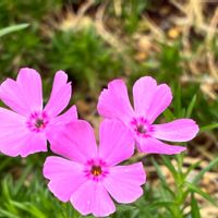 シバザクラ,シバザクラ,かわいい,癒し,通り道の画像