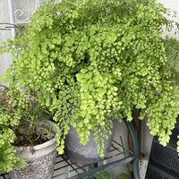 アジアンタム,アジアンタム フリッツルーシー,シダ植物,アジアンタムさん,リーフの画像