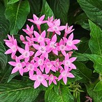 ペンタス,公園の画像