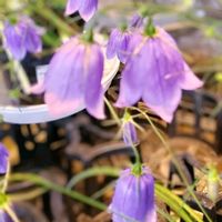 イワシャジン,ゲラニウム,秋明菊,花のある暮らし♡,おうち園芸の画像