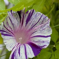 ジニア,フウセンカズラ,朝顔,꒰ღ˘◡˘ற꒱かわゅ~,花のある暮らしの画像
