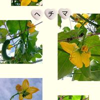 ゴーヤ,ゴーヤ,ゴーヤ,とうがらし,ヘチマの画像