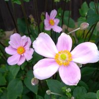 シュウメイギク,シュウメイギク,花のある暮らし,いつもの散歩道の画像