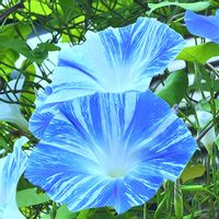 アサガオ,オキザリス,地植え,自宅の画像